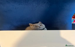British Shorthair cats for sale: Beautiful  lilac and blue kittens 2 boys 1 girl - Image 29