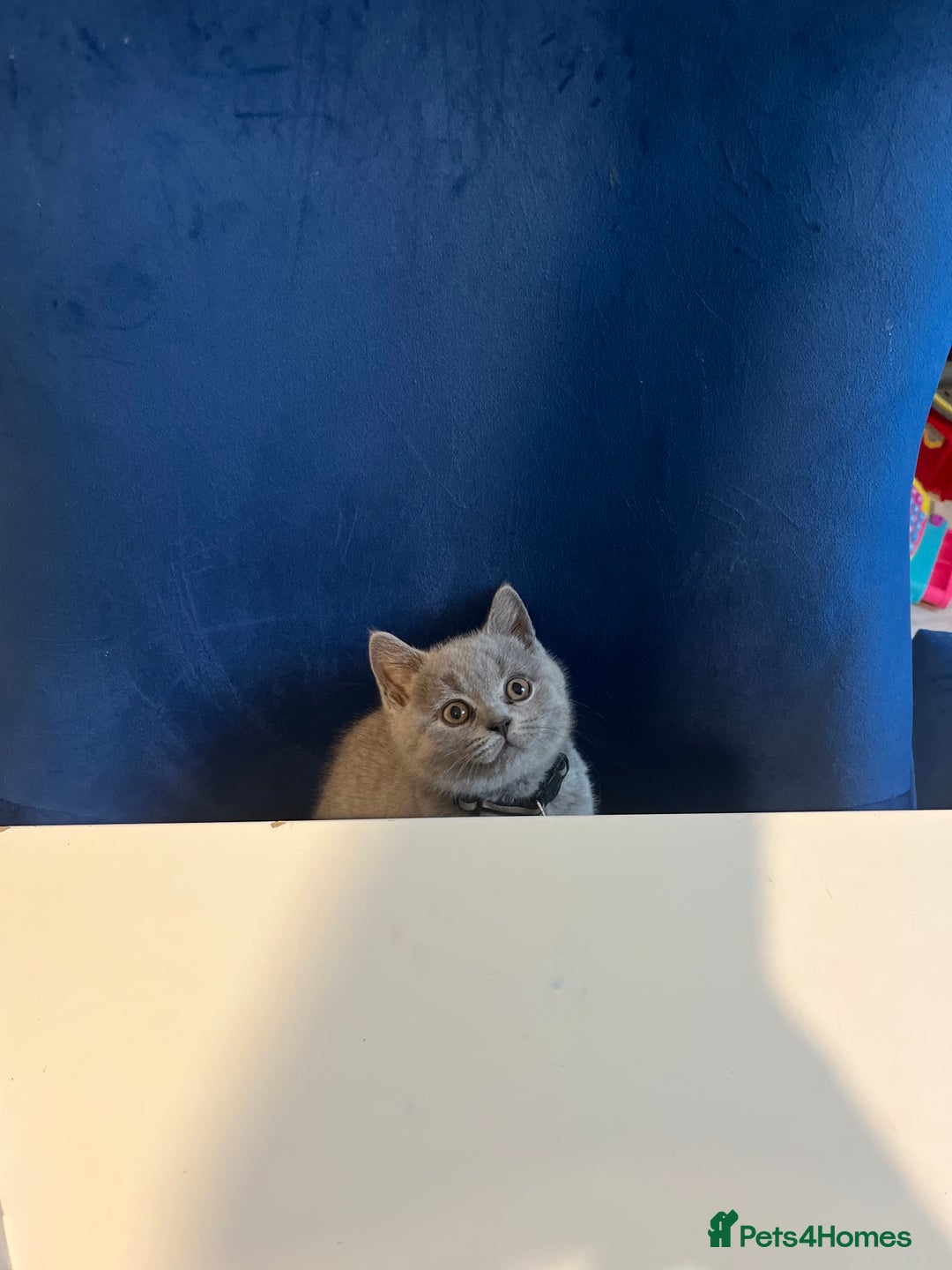 British Shorthair cats for sale: Beautiful  lilac and blue kittens 2 boys 1 girl - Image 29