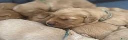 Golden Retriever dogs for sale: KC Registered Dark Red Golden Retriever Puppies - Advert 9