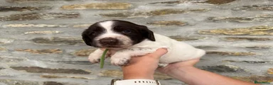 English Springer Spaniel 3