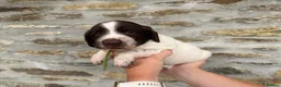 English Springer Spaniel dogs for sale: Springer spaniel puppies  - Advert 4