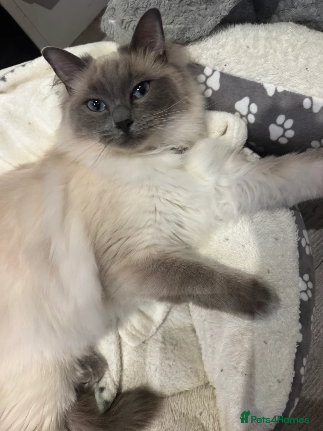 Ragdoll cats for sale: 2 female Ragdolls, 1 x 7 months old & 1 x 1.5 year in Hull - Advert 4