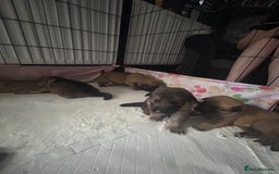 Shepsky dogs for sale: German shepherd x husky 3 weeks old  - Image 2