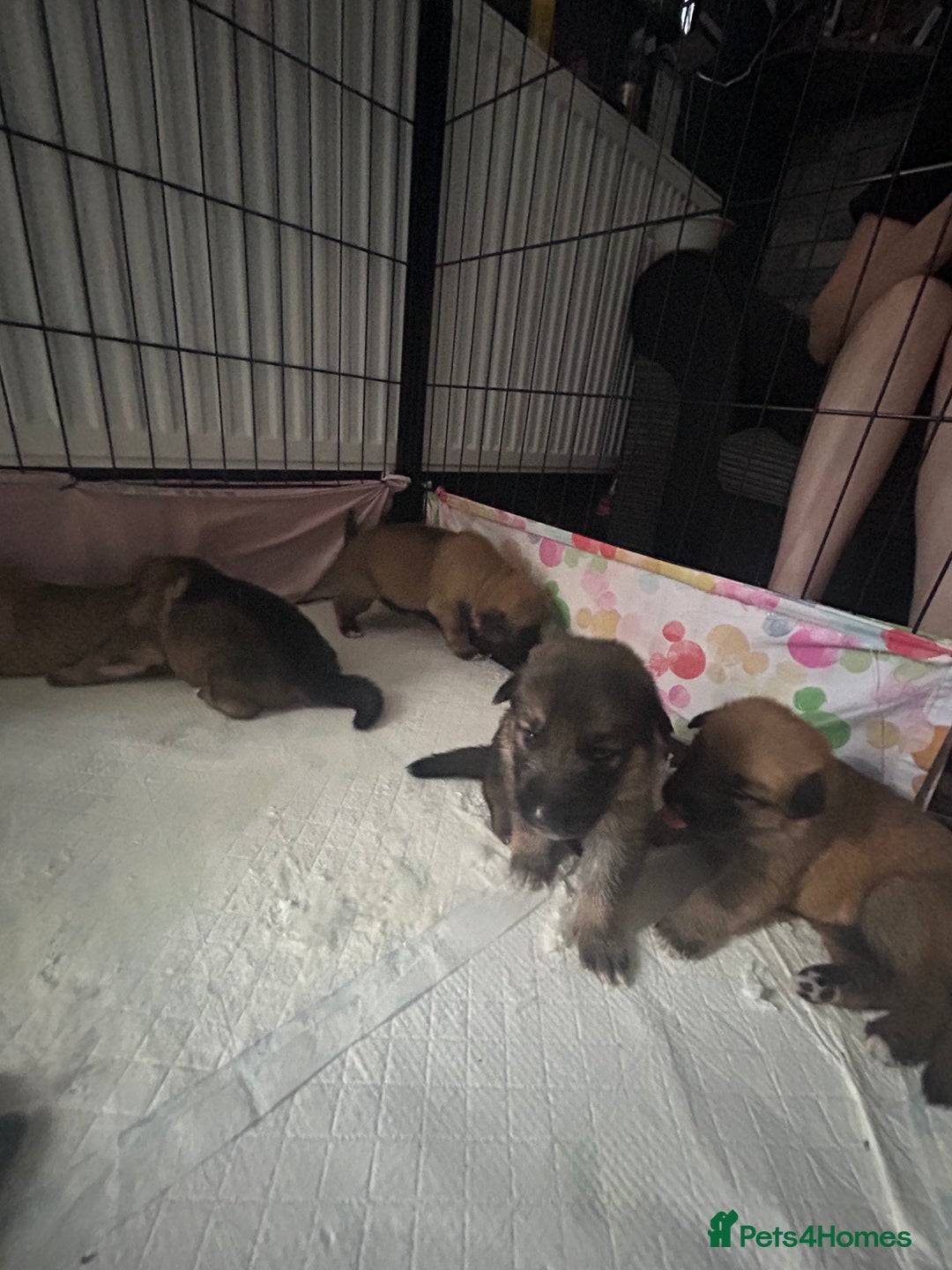 Shepsky dogs for sale: German shepherd x husky 3 weeks old  - Image 2
