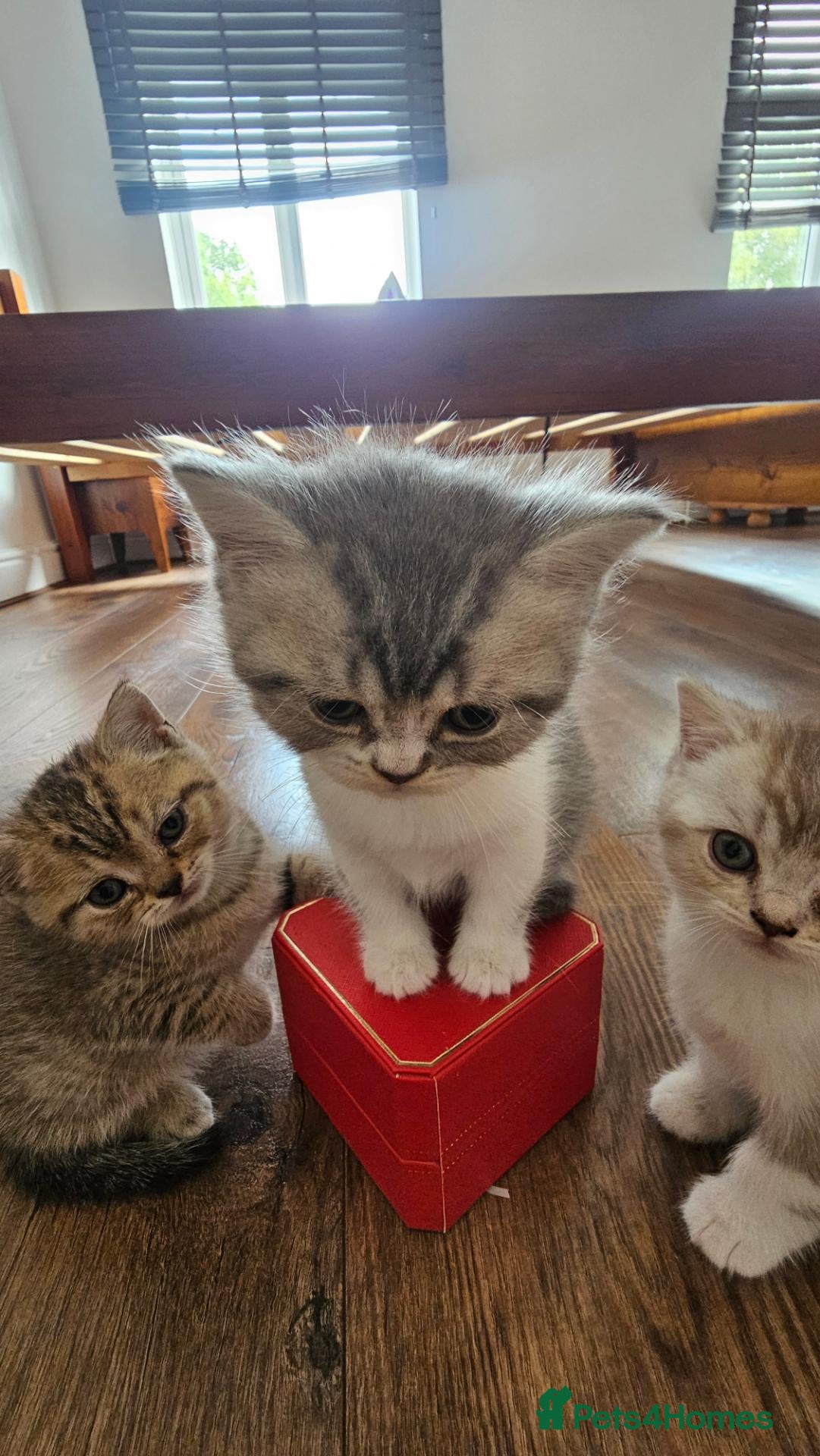 British Shorthair cats Gorgeous BSH Kittens Looking for Loving Homes! - Advert 2