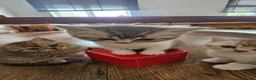 British Shorthair cats for sale: Gorgeous BSH Kittens Looking for Loving Homes! - Advert 2
