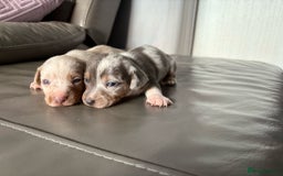 Mixed Breed dogs for sale: Jack Russel/miniature Datchound - Image 21