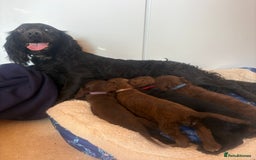 Cocker Spaniel dogs for sale: Beautiful Cocker spaniel puppies for sale - Image 5