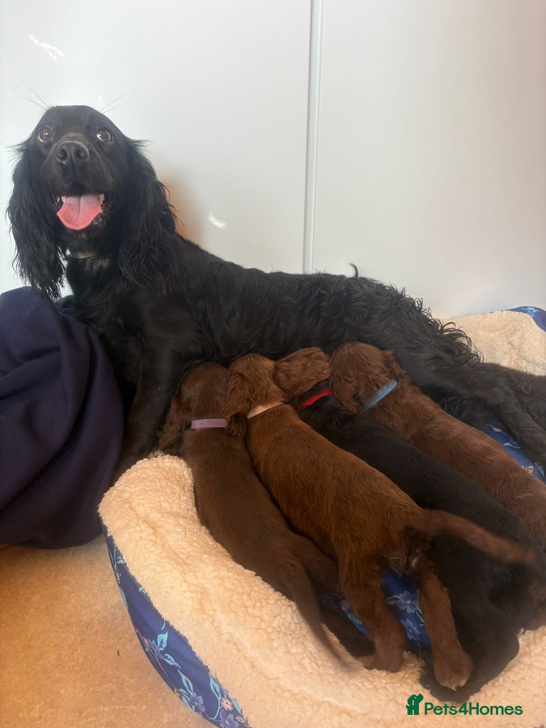 Cocker Spaniel dogs for sale: Beautiful Cocker spaniel puppies for sale - Image 5