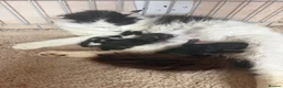 British Longhair cats for sale: British longhair kittens  - Advert 1