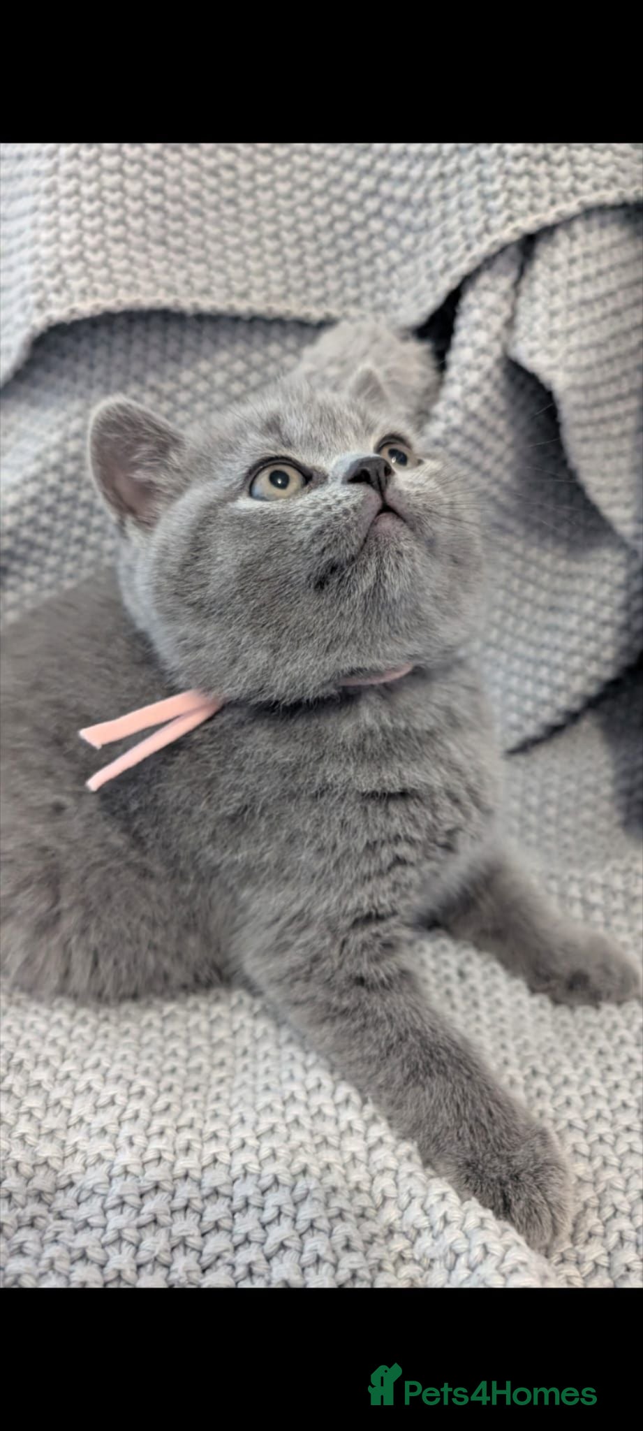 British Shorthair cats Beautiful Pedigree British Shorthair kittens  - Advert 10