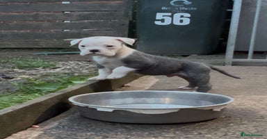 Olde English Bulldogge dogs - Advert 8
