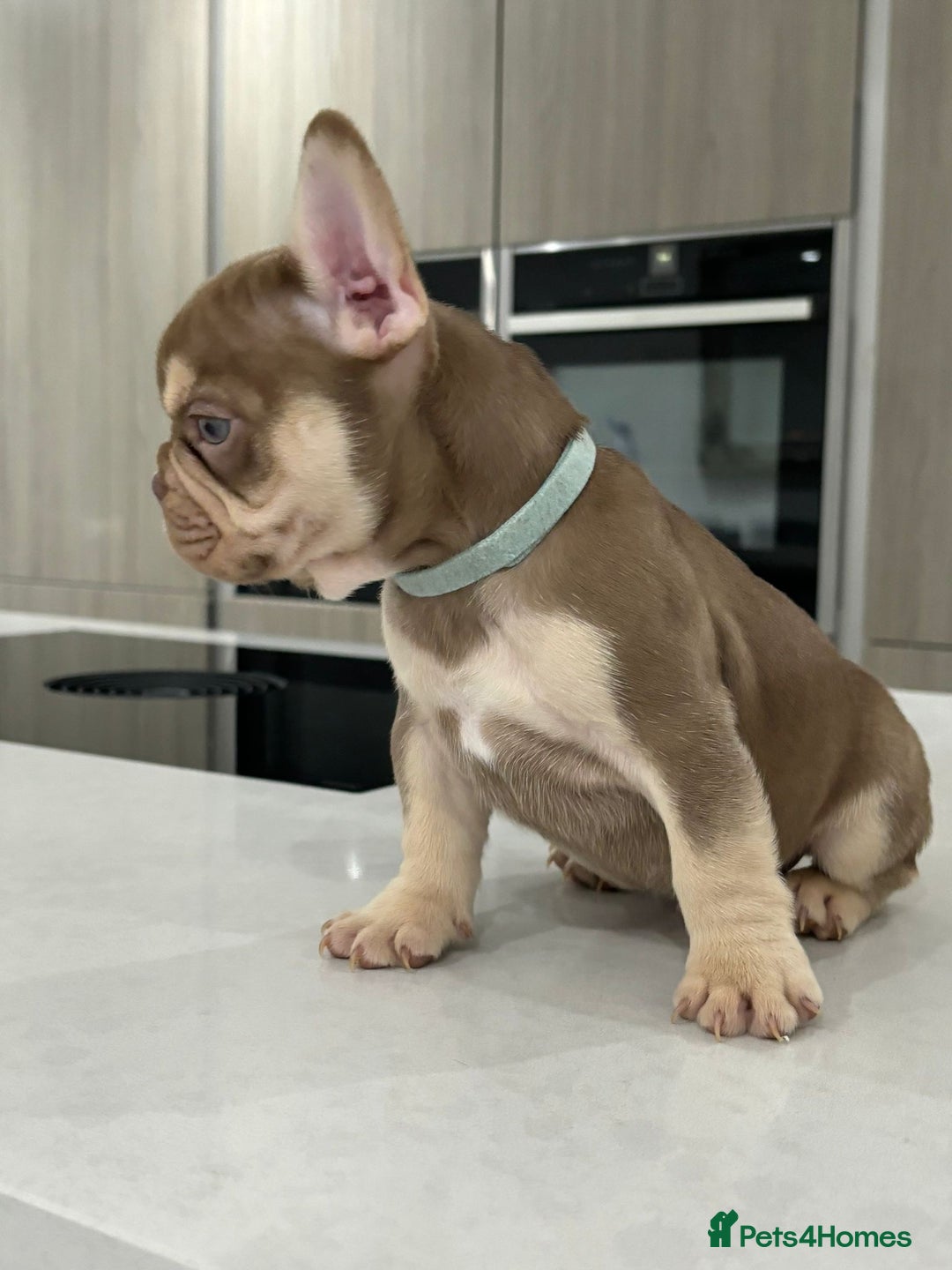 French Bulldog dogs for sale: French bulldog  - Image 15