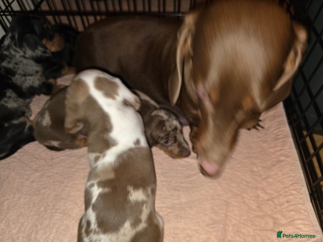 Dachshund dogs for sale: Standard Dachshund Puppies - Advert 3