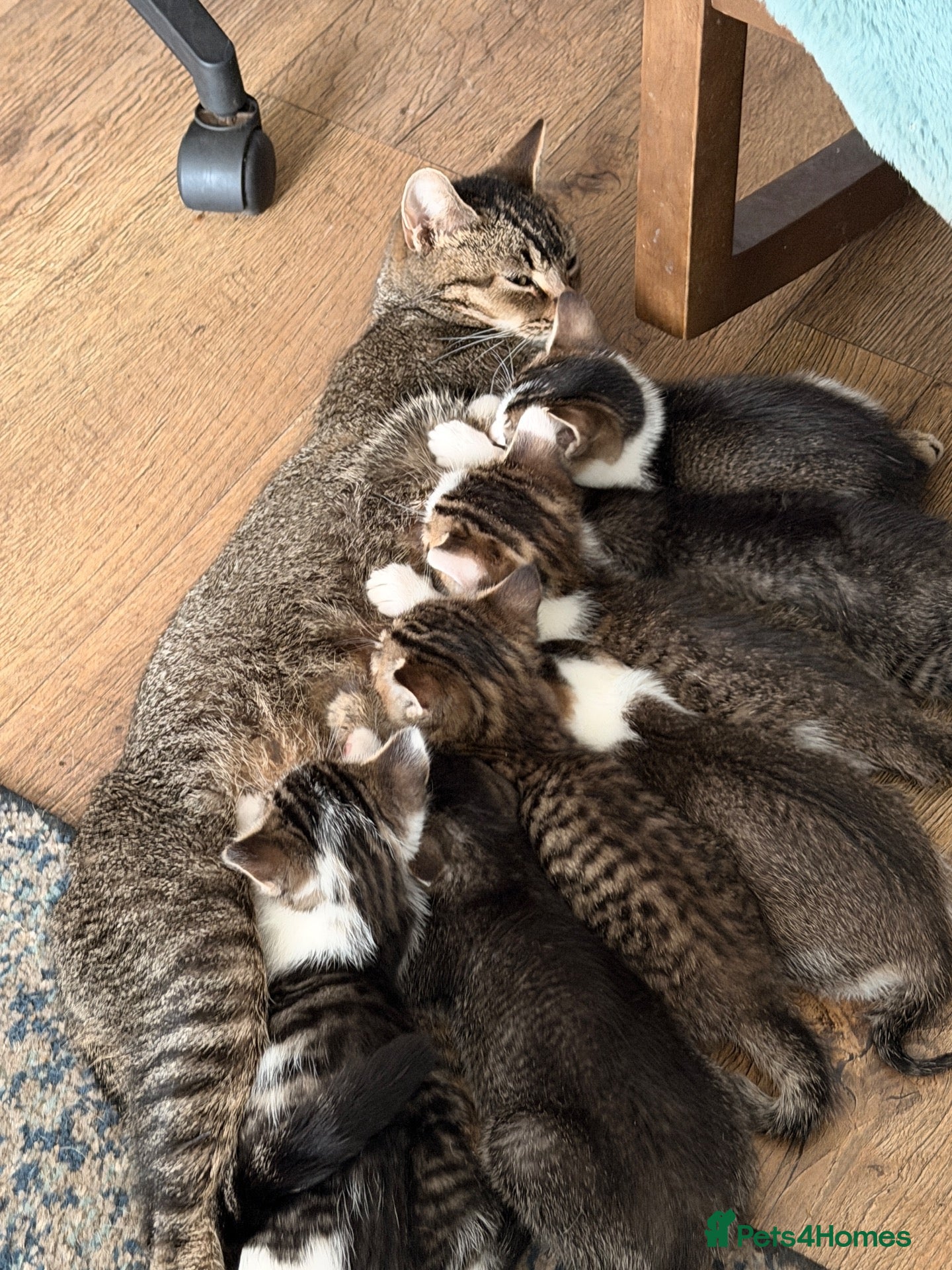 Mixed Breed cats Beautiful kittens ready for new loving homes  - Advert 1