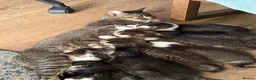 Mixed Breed cats for sale: Beautiful kittens ready for new loving homes  - Advert 1