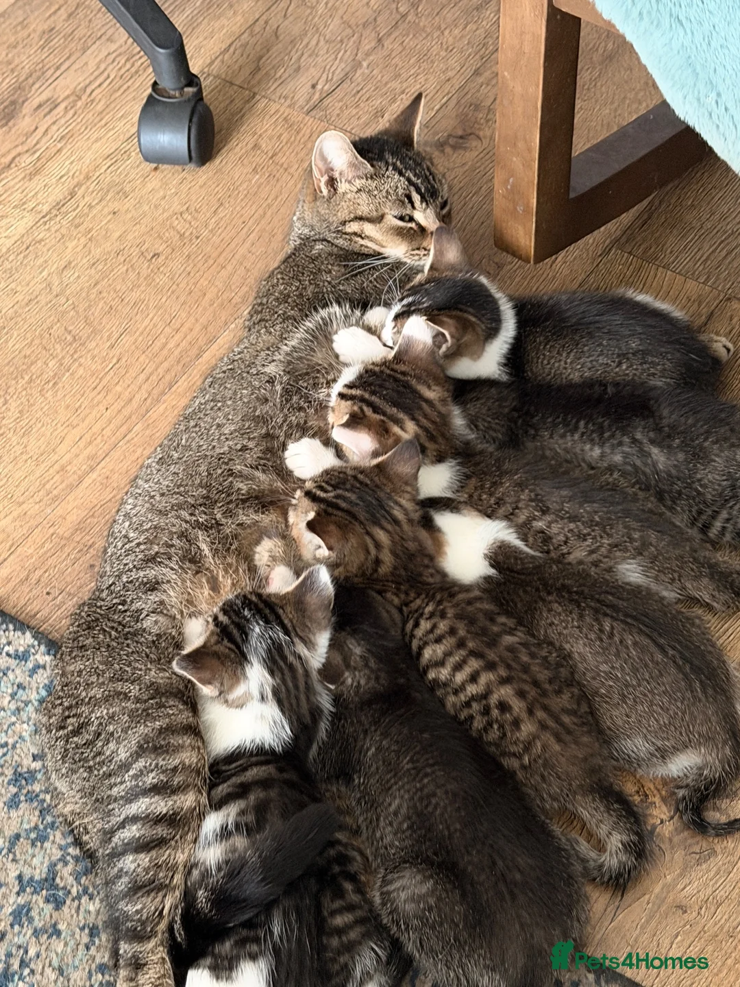 Mixed Breed cats for sale: Beautiful kittens ready for new loving homes  - Advert 1
