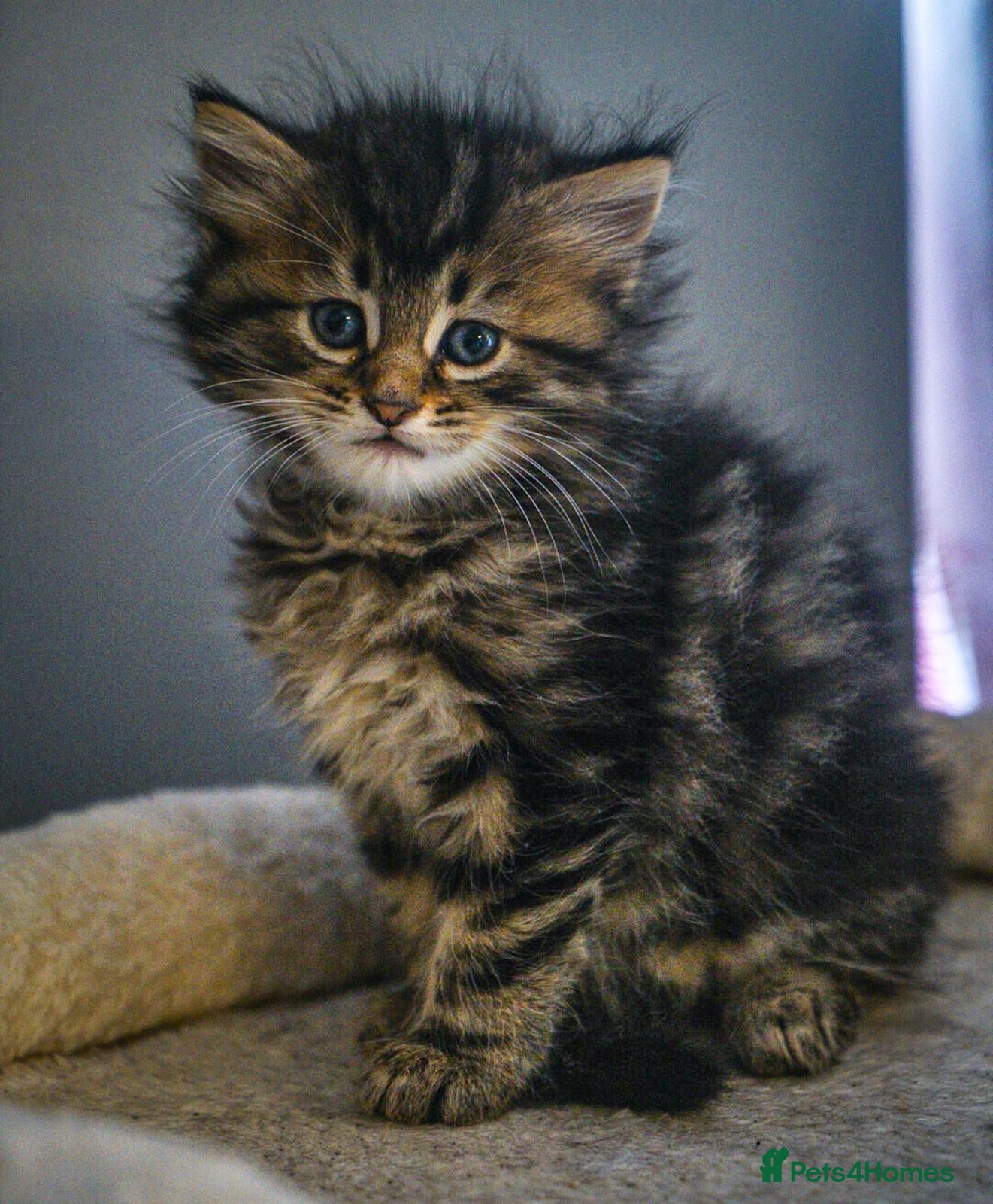 Maine Coon cats full breed Maine coon kittens reduced to £795 - Advert 6