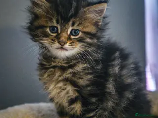 Maine Coon cats full breed Maine coon kittens reduced to £795 - Advert 6