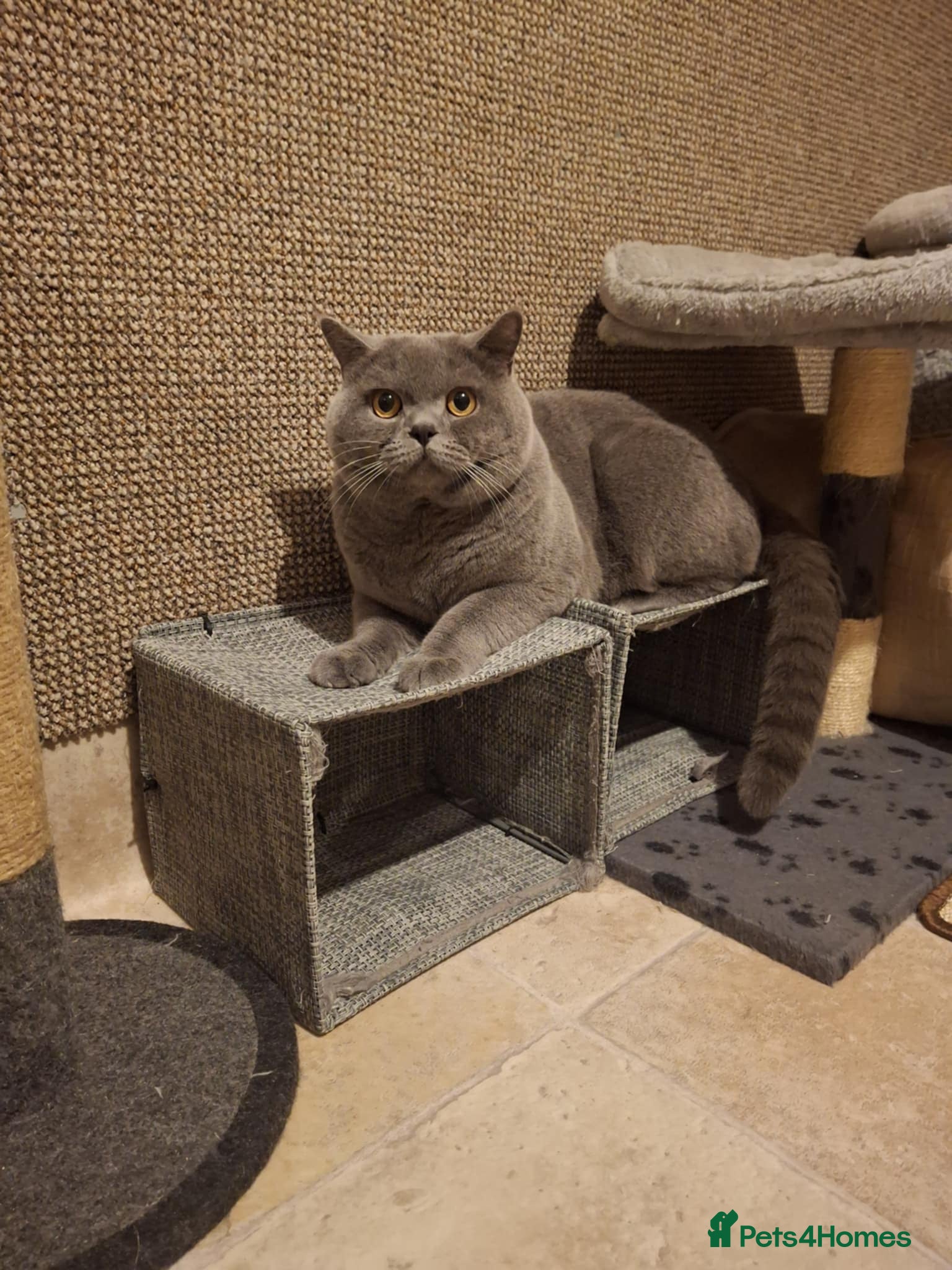 British Shorthair cats Stud GCCF active Blue British Shorthair - Advert 14