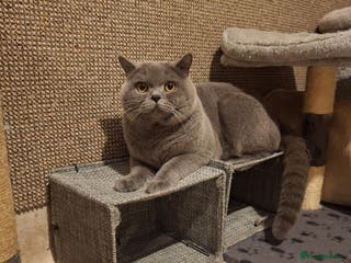 British Shorthair cats Stud GCCF active Blue British Shorthair - Advert 14