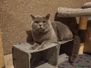 British Shorthair cats Stud GCCF active Blue British Shorthair - Advert 15