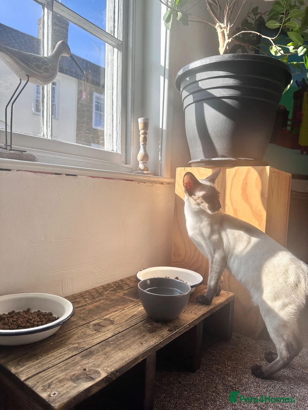 Siamese cats for sale: Beautiful pedigree seal point male 7 months  in Halesworth - Advert 8