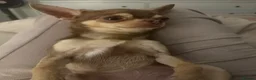 Chihuahua dogs for sale: 1 year old tiny male chihuahua  in Liverpool - Advert 5