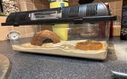 Snake reptiles for sale: Kenyan sand boa - Image 6