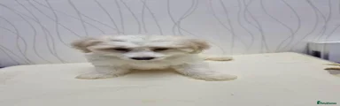 Maltipoo 1