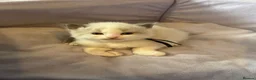 Ragdoll cats for sale: 4 beautiful ragdoll kittens  - Advert 22