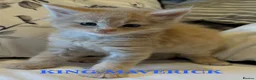Maine Coon cats for sale: GCCF/TICA Pedigree Maine Coon Kittens - Advert 8