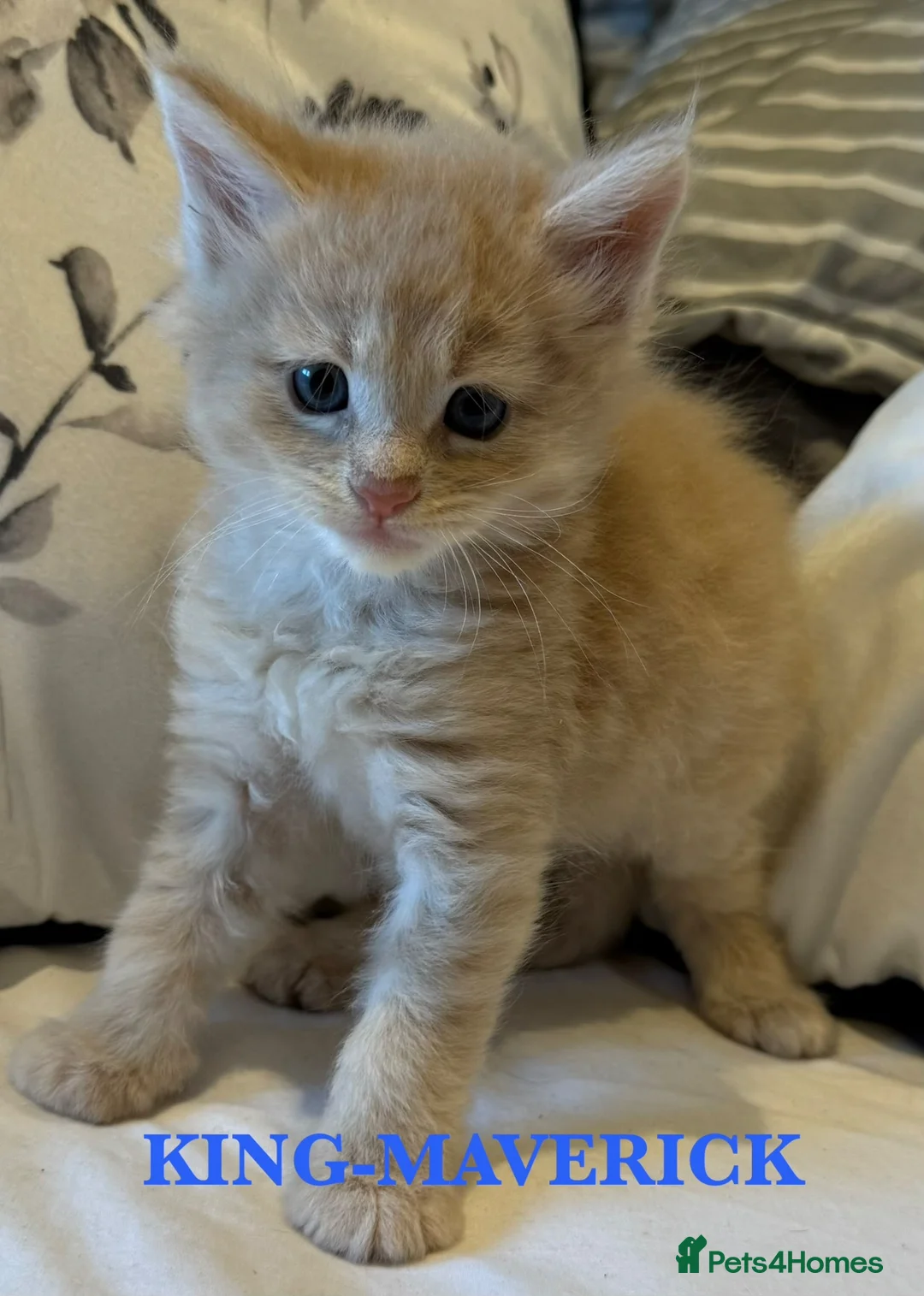 Maine Coon cats for sale: GCCF/TICA Pedigree Maine Coon Kittens - Advert 8