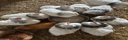 Chickens poultry for sale: Different selection of Trio’s & Chicks - Advert 4
