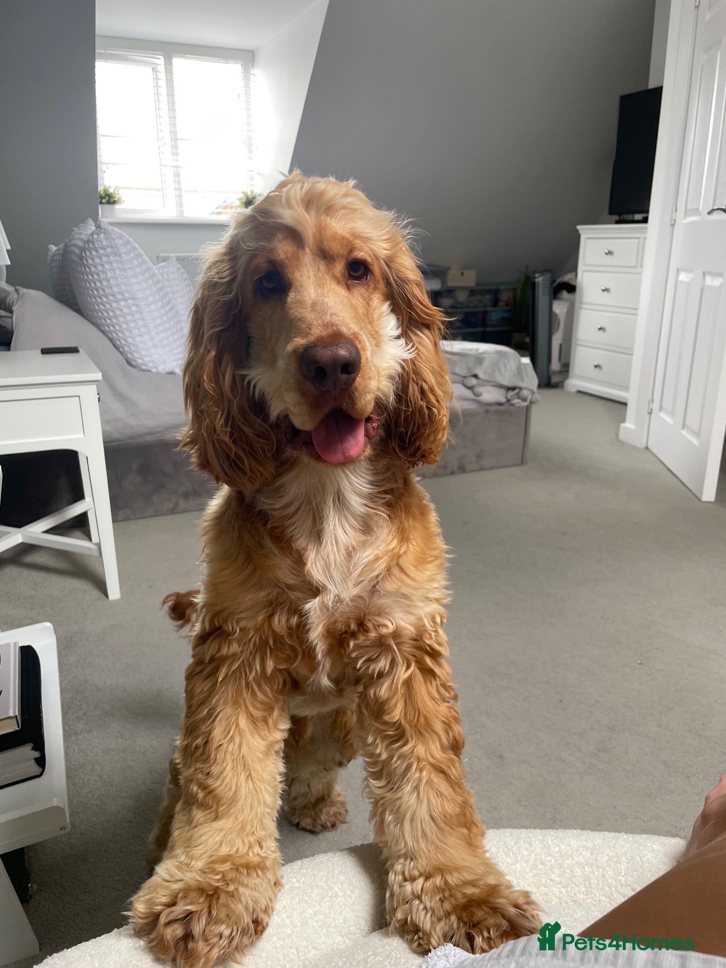Cocker Spaniel dogs Beautiful working cocker spaniel- Blu  - Advert 4