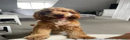 Cocker Spaniel dogs for sale: Beautiful working cocker spaniel- Blu  in Derby - Advert 1