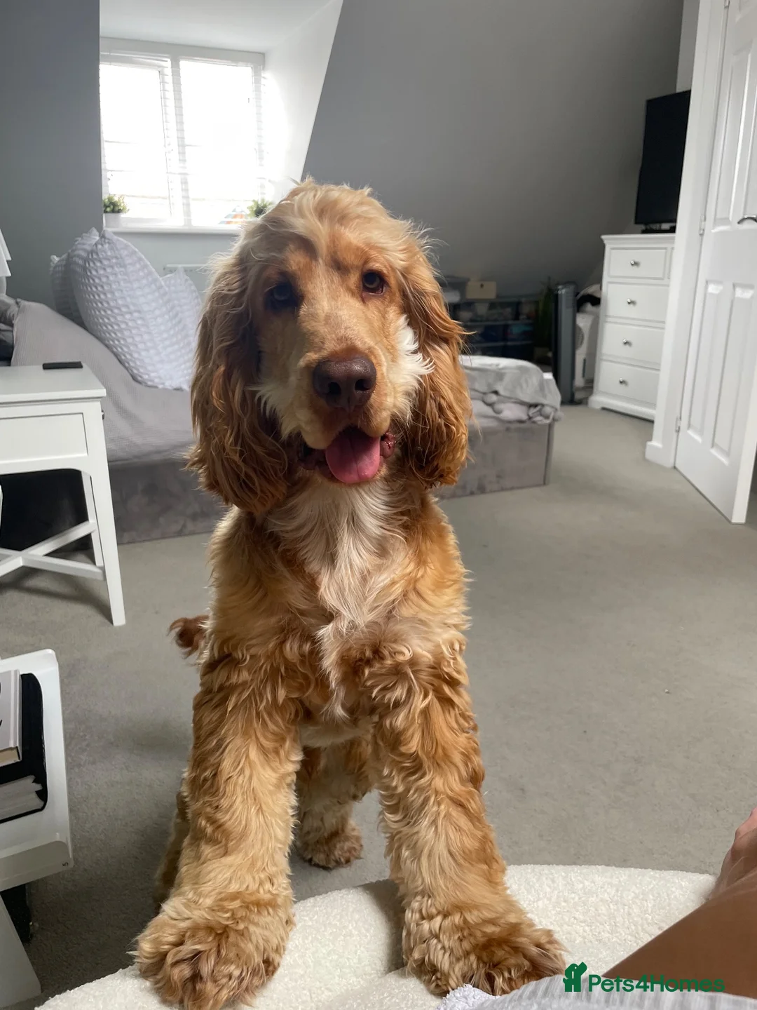 Cocker Spaniel dogs for sale: Beautiful working cocker spaniel- Blu  in Derby - Advert 1