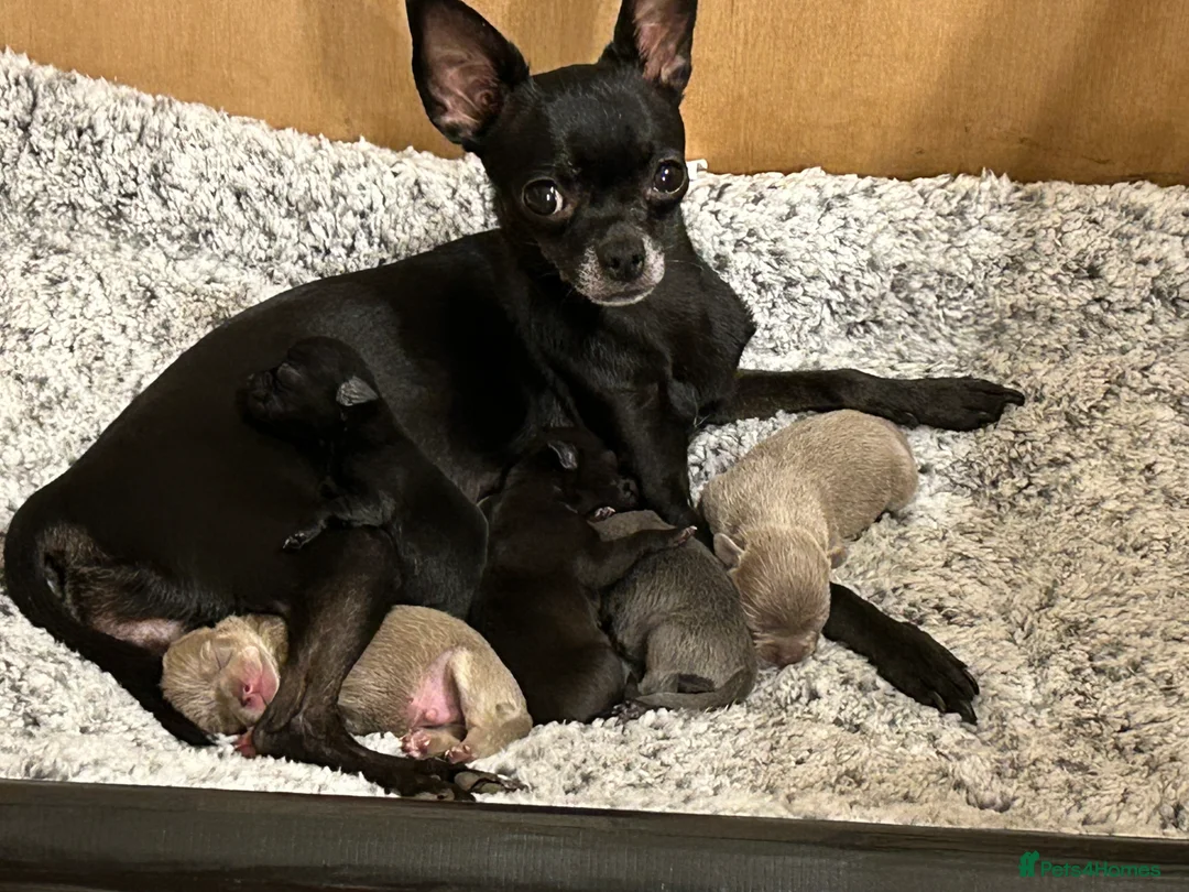 Chihuahua dogs for sale: KC Reg short-hair Chihuahua apple-headed puppies - Advert 14