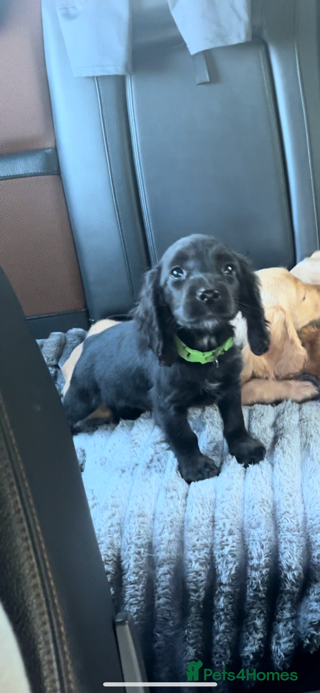 Cocker Spaniel dogs for sale: Gorgeous litter of cocker spaniels 2 boys 1 girl  - Image 4