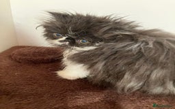 Persian cats for sale: Quality GCCF Registered Pure Persian Kittens  - Image 2