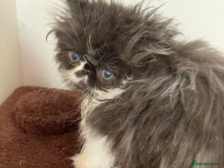 Persian cats - Advert 2