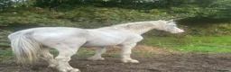 Appaloosa horses for sale: BENJI - Advert 9