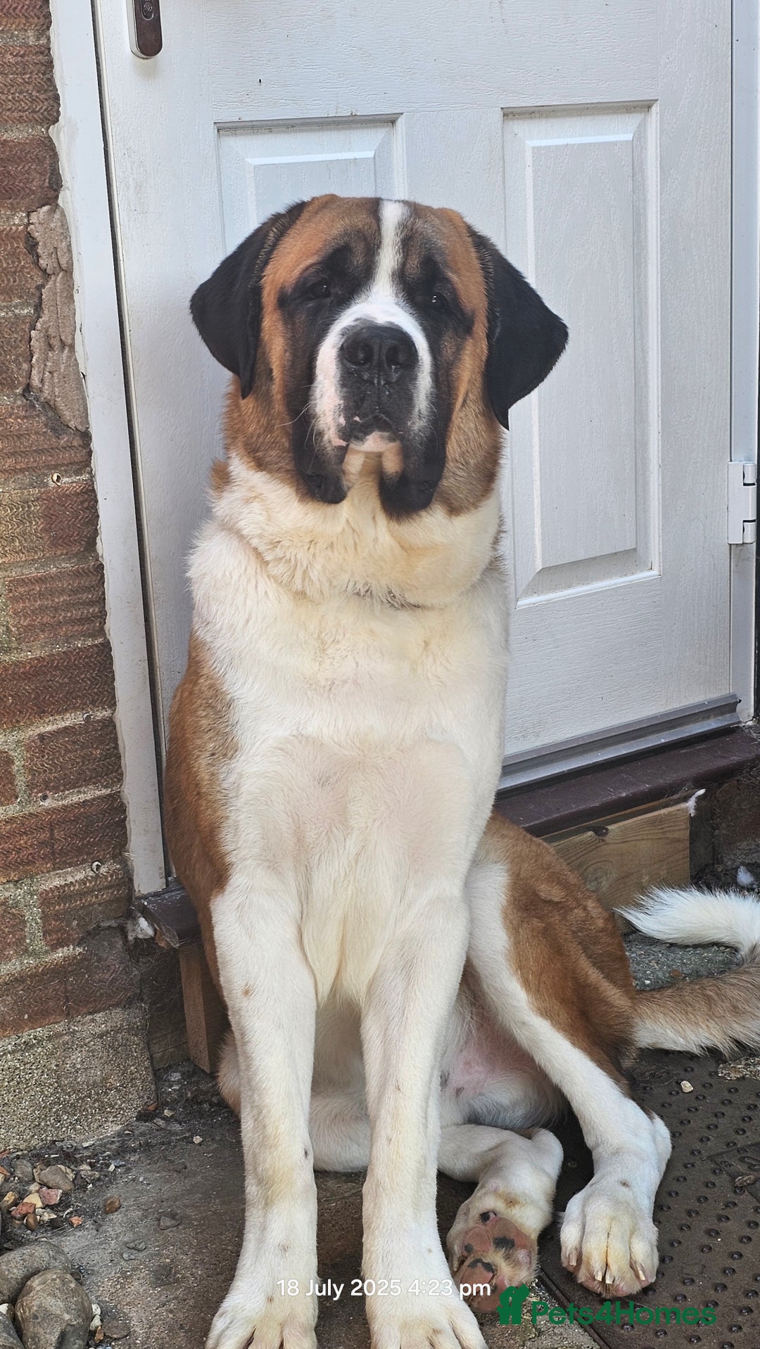 Saint Bernard dogs for stud: Kc reg Saint bernard for stud  in Bedford - Image 11
