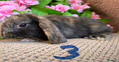 Mini Lop rabbits - Advert 14