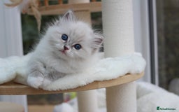 Ragdoll cats for sale: Blue Tabby Pure Breed Ragdoll  - Image 9