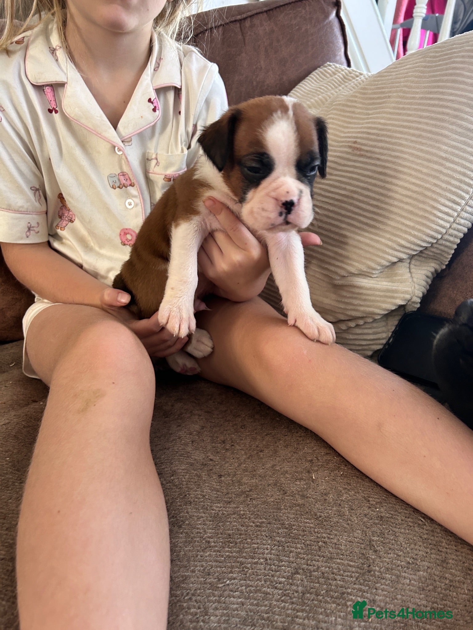 Boxer dogs Beautiful long and Bob tail kc reg puppies  - Advert 1