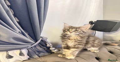 Maine Coon cats - Advert 9