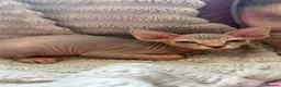 Sphynx cats for sale: Sphinx kittens available  in Aberdeen - Advert 2