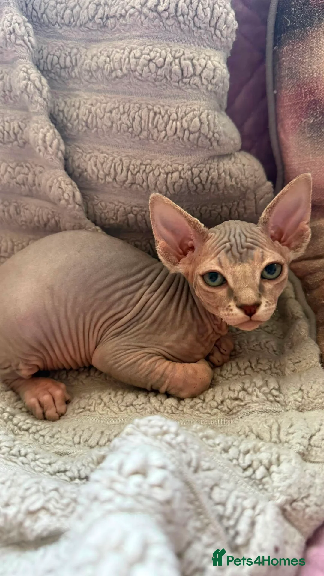 Sphynx cats for sale: Sphinx kittens available  in Aberdeen - Advert 2