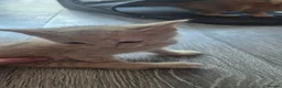Maine Coon cats for sale: Mixed maine coon fluffy kittens  in Dudley - Advert 9